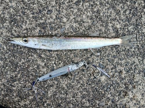 カマスの釣果
