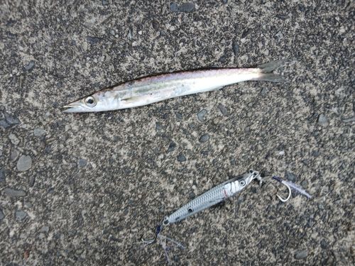 カマスの釣果
