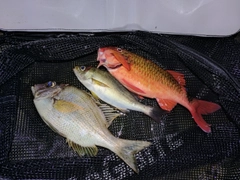 メイチダイの釣果