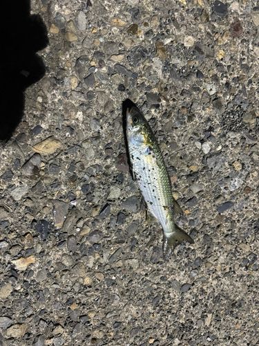 ボラの釣果