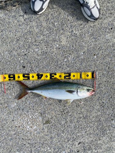 ハマチの釣果