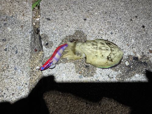 コウイカの釣果