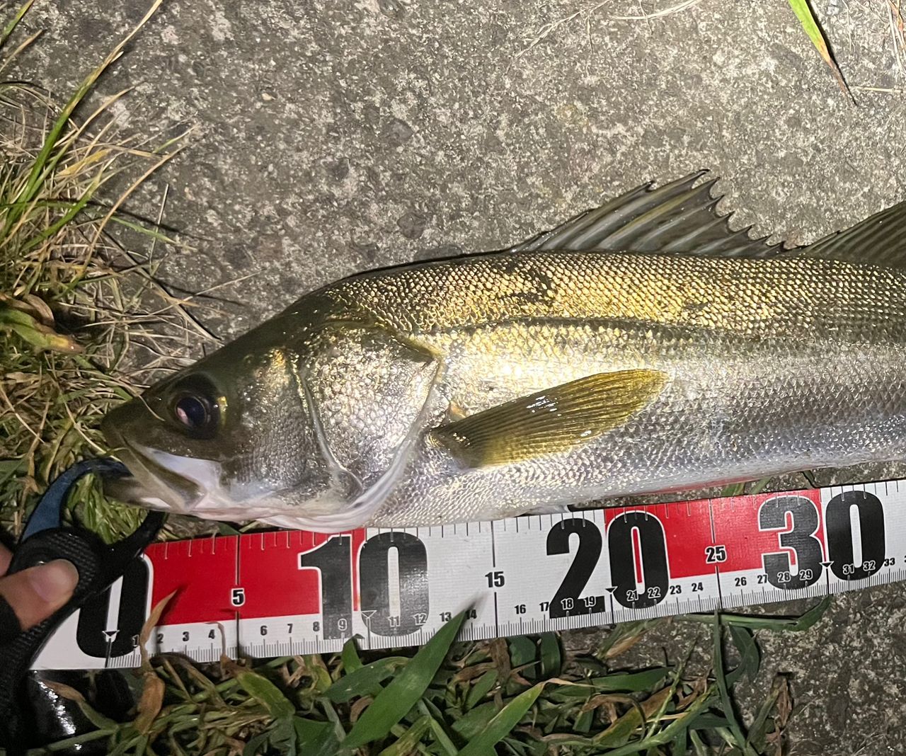 DAIWA 23エメラルダス MX 84ML-5・Nの最安値・インプレ・釣果 | 本音の