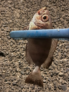 キントキダイの釣果