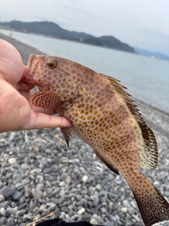 オオモンハタの釣果