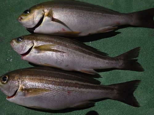 イサキの釣果