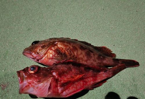 カサゴの釣果