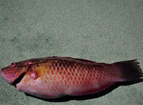 ベラの釣果
