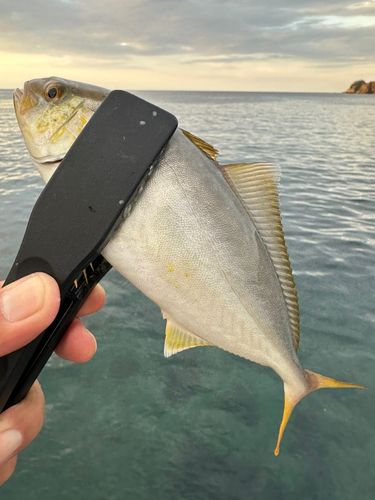 シオの釣果
