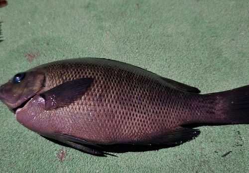 メジナの釣果