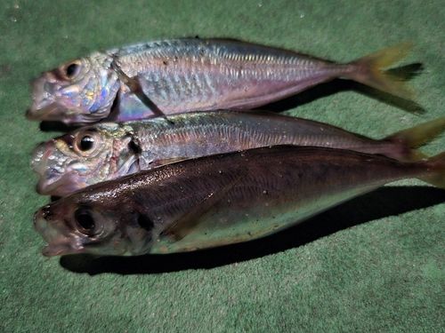 マアジの釣果