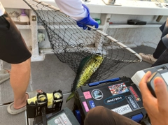 シイラの釣果