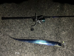 タチウオの釣果