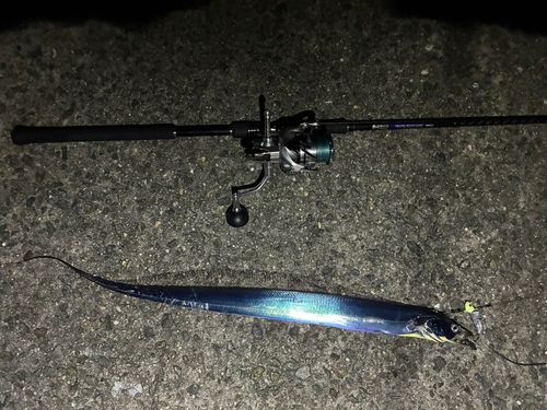 タチウオの釣果