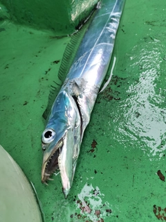 タチウオの釣果