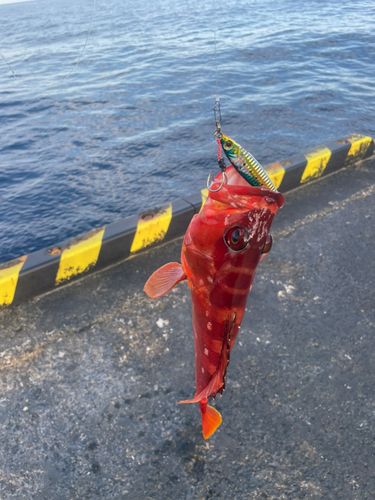 アカハタの釣果