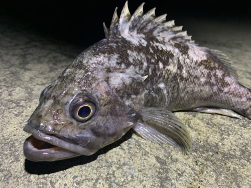 クロソイの釣果