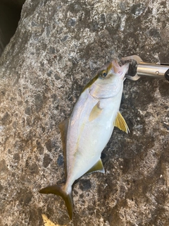 シオの釣果