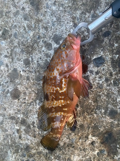 アコウの釣果