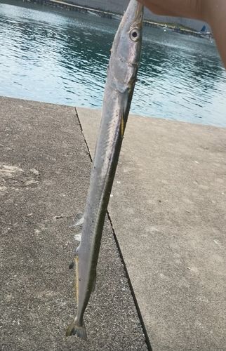 ダツの釣果