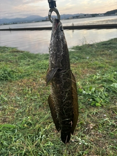 ライギョの釣果