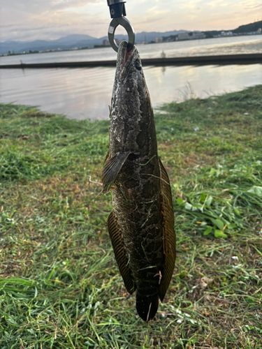 ライギョの釣果