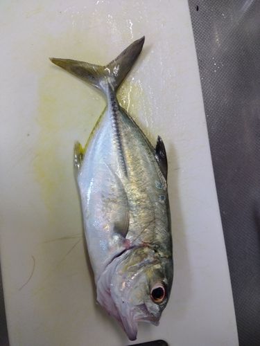 ギンガメアジの釣果