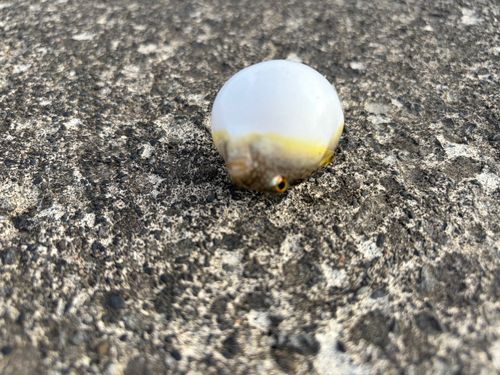フグの釣果