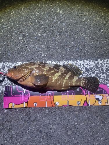 アコウの釣果