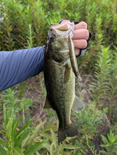 ラージマウスバスの釣果