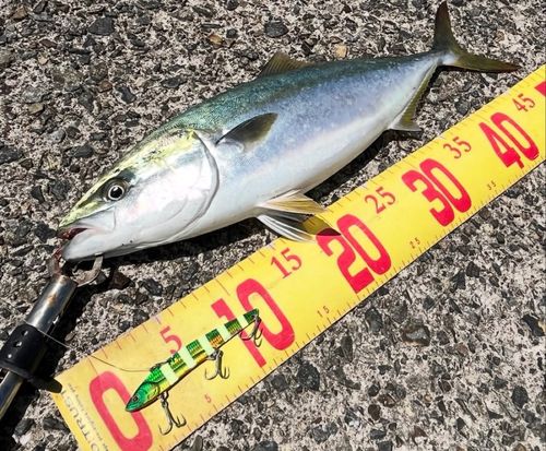 ヤズの釣果