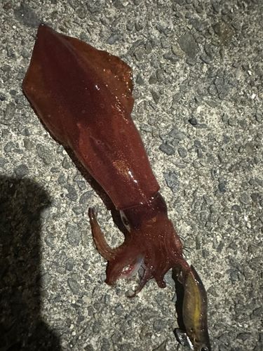 ケンサキイカの釣果