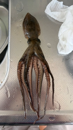 タコの釣果