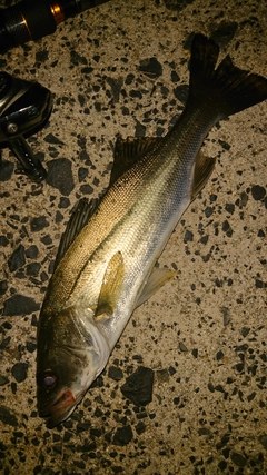 シーバスの釣果