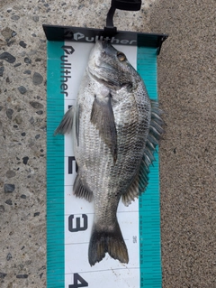 クロダイの釣果