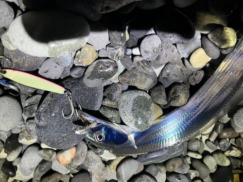 タチウオの釣果