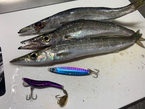 カマスの釣果