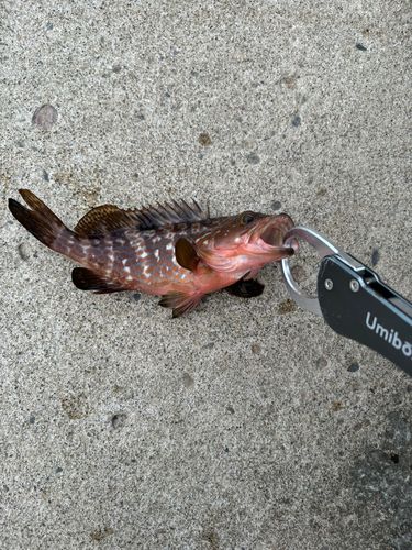 キジハタの釣果