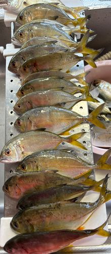 メッキの釣果