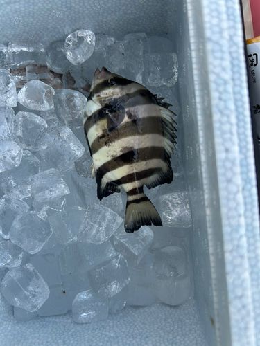 イシダイの釣果