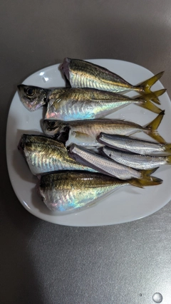 アジの釣果