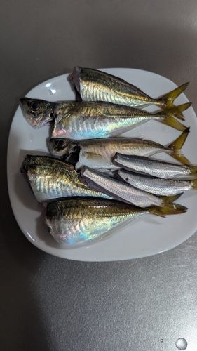 アジの釣果