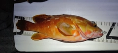 アカハタの釣果