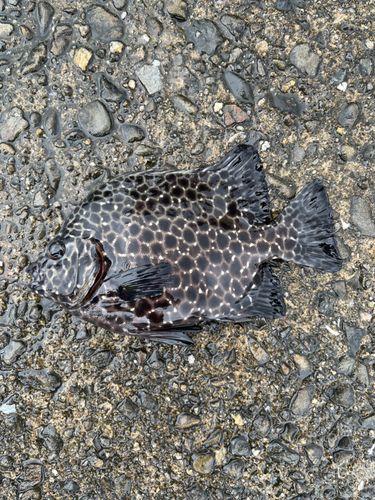 イシガキダイの釣果