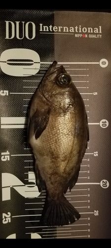 クロメバルの釣果