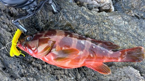 アカハタの釣果