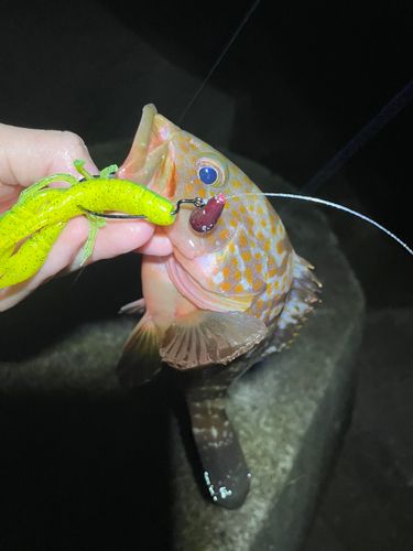 キジハタの釣果