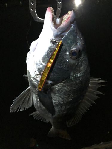 チヌの釣果