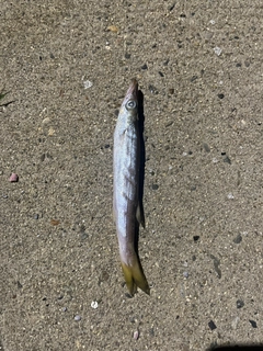 カマスの釣果