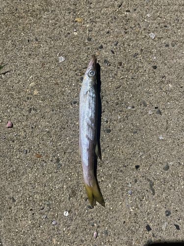 カマスの釣果